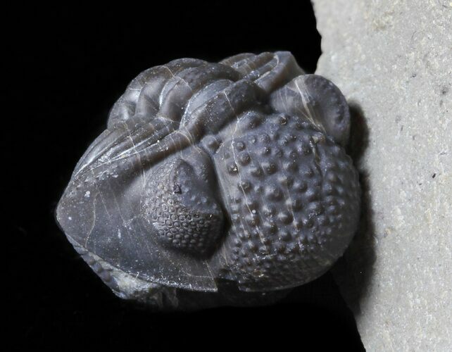 Rare, Enrolled Eifel Geesops Trilobite - Germany #50603